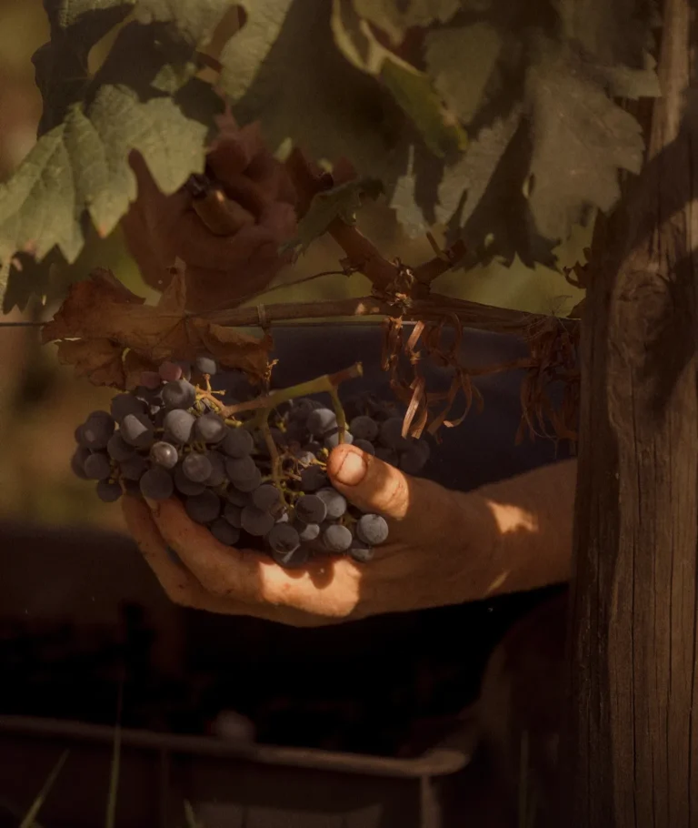 Une grappe de raisin du vignoble du Château Mazeyres
