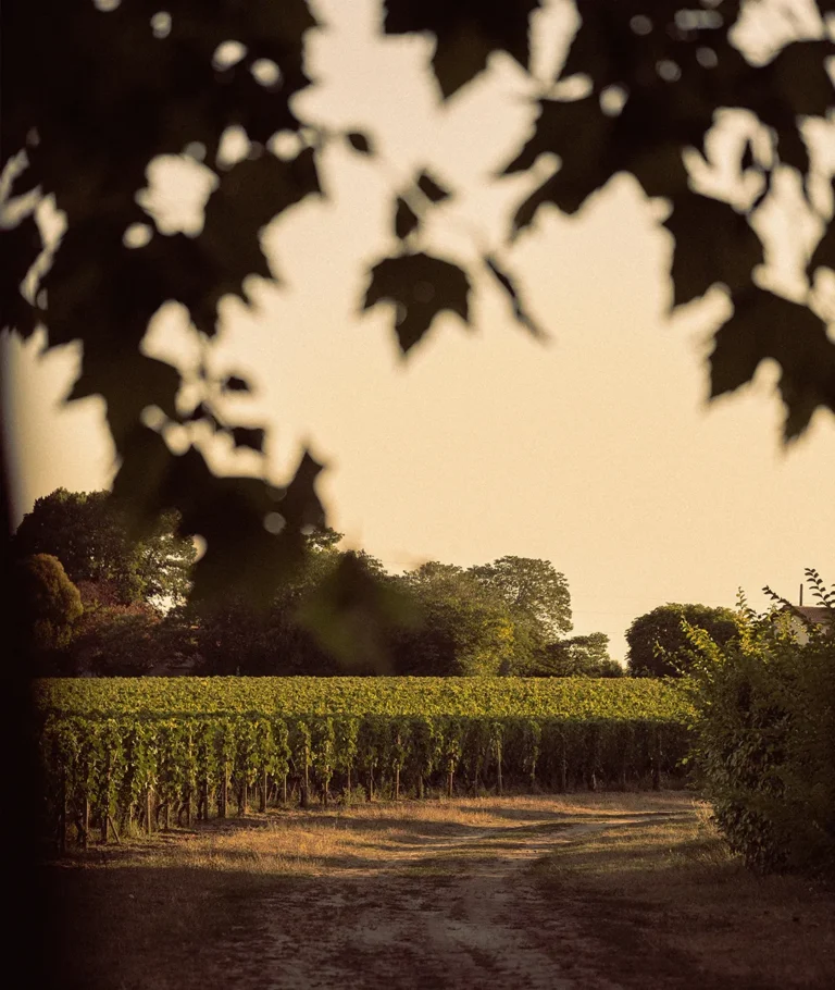 Vignes du domaine du Château Mazeyres